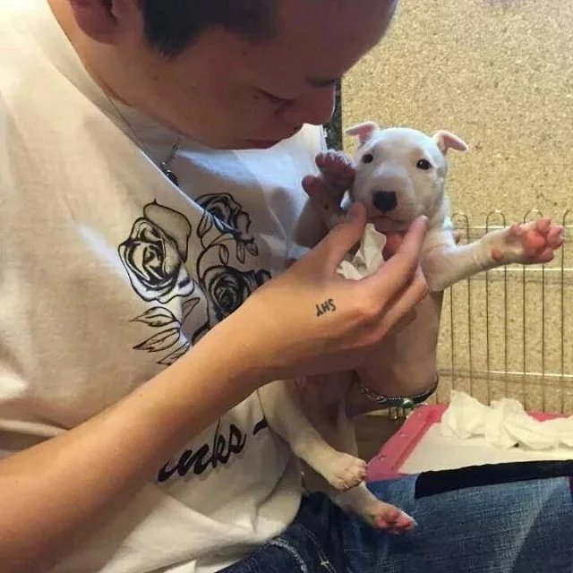 皮桦伯厚